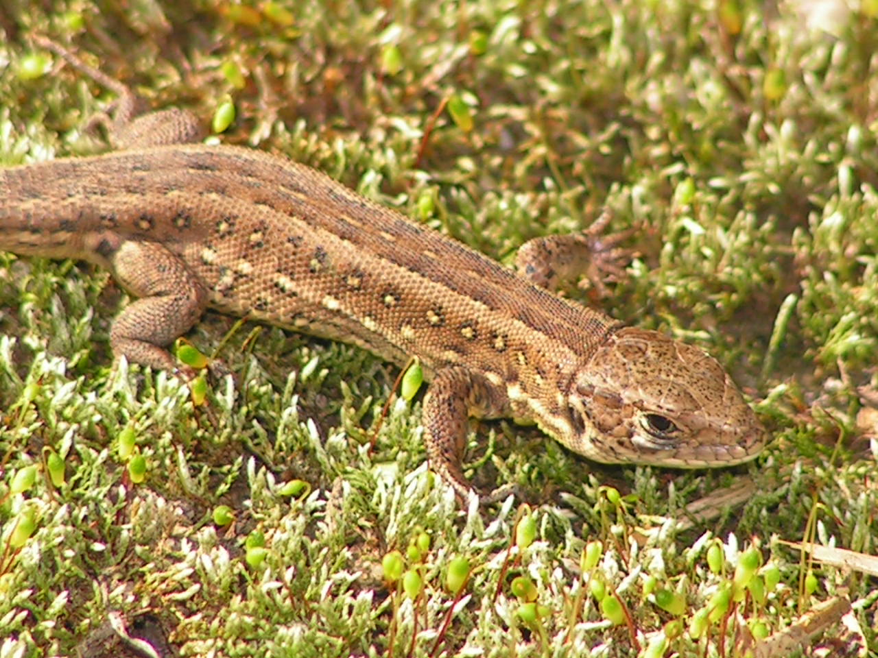 jaš